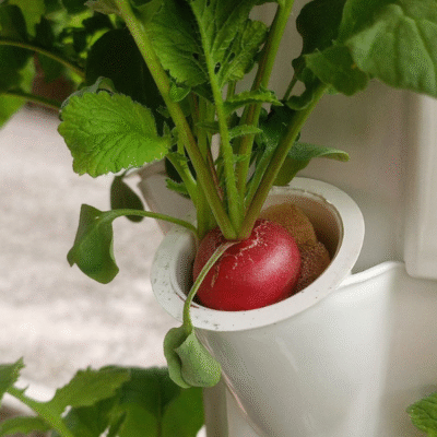 grządka pionowa warzywa korzeniowe