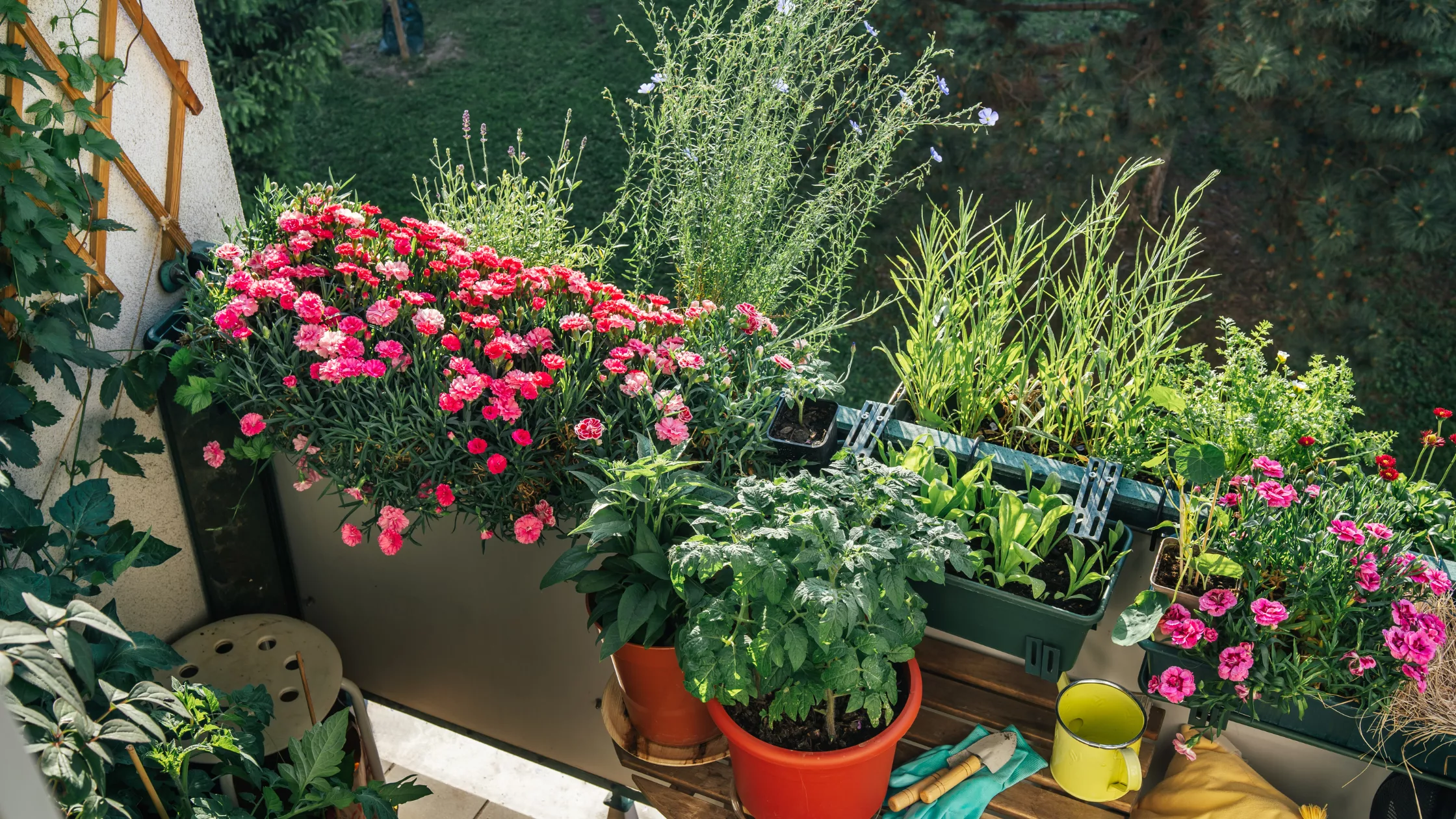 ogród na małej przestrzeni png