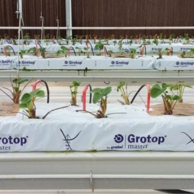 podwójna mata wełny mineralnej grodan 1m