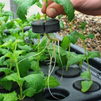 propagator aeroponiczny ukorzeniona sadzonka