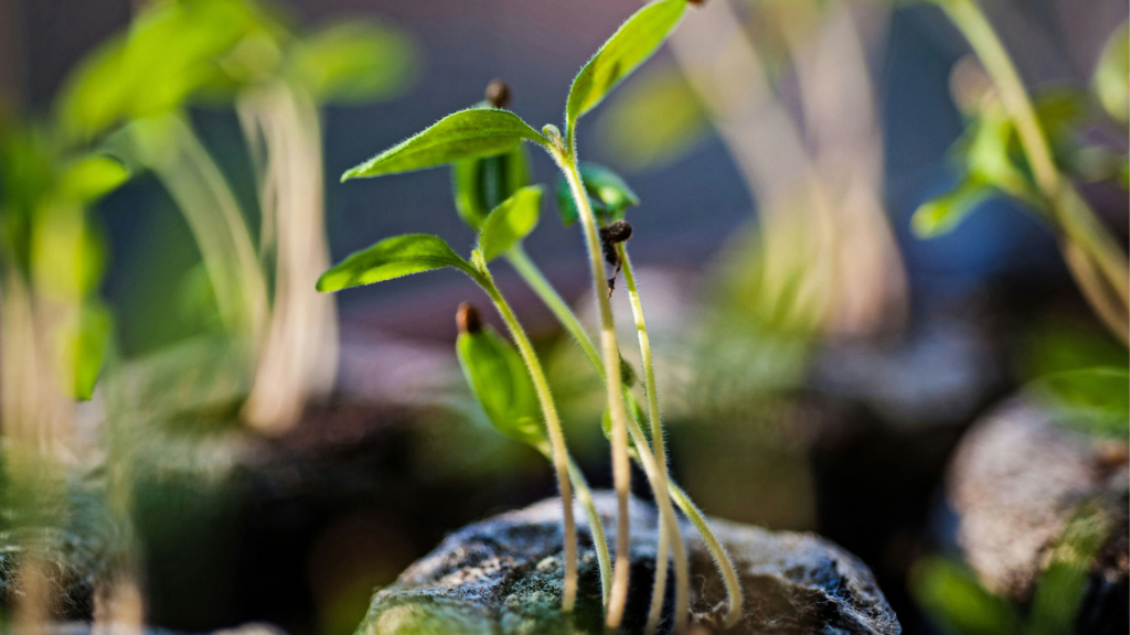 kiedy siać sadzonka