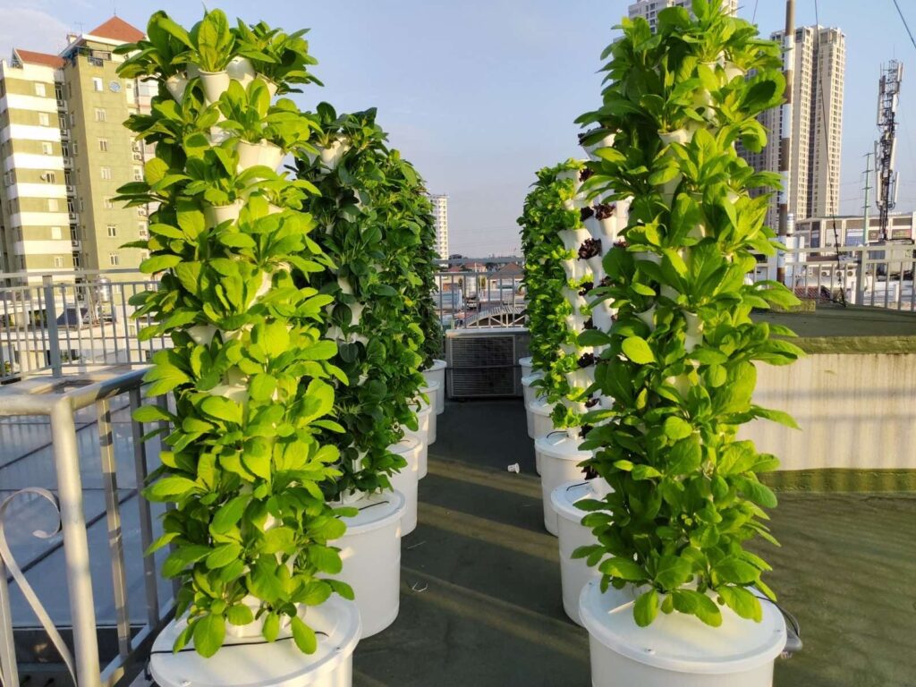 Jak uprawiać warzywa i owoce bez ziemi