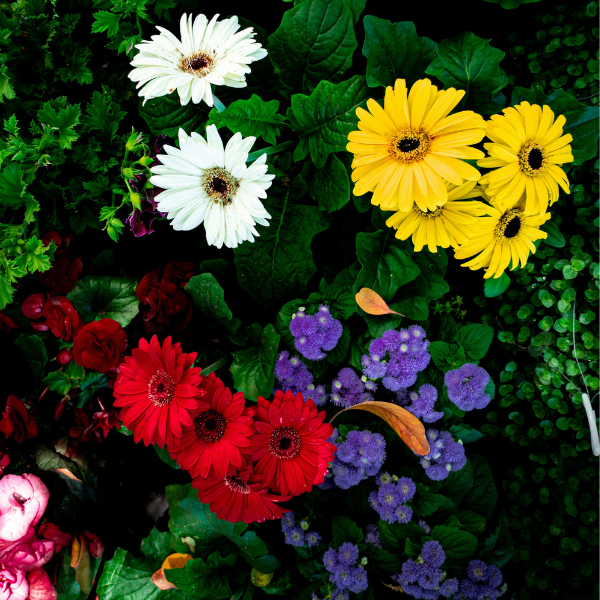 Kwiaty do uprawy w grządce pionowej