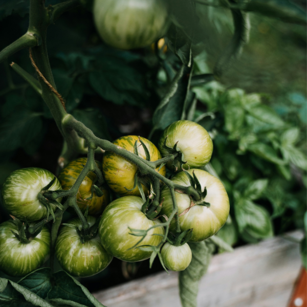 uprawy współrzędne