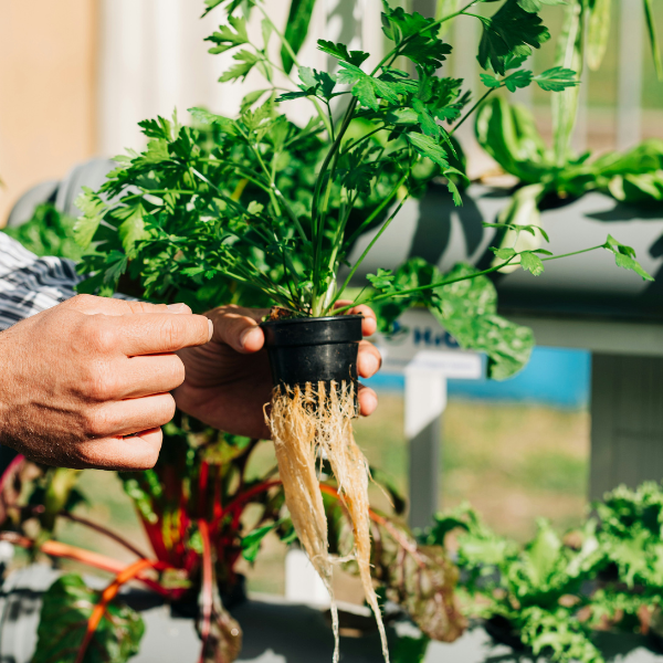 hydroponika jak zacząć