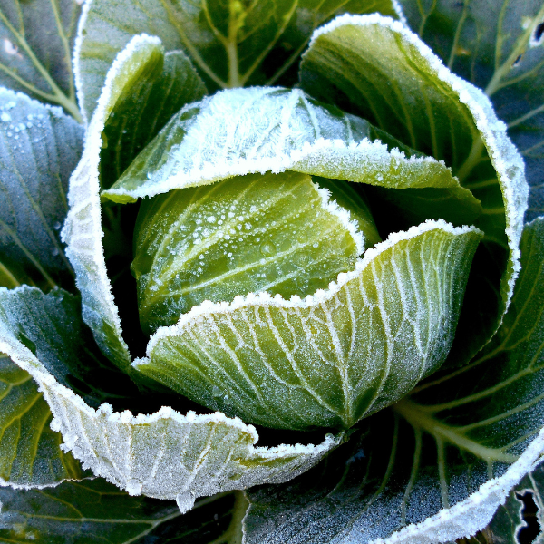 Jesienne siewy w szklarni