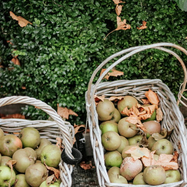 jesienna pielęgnacja ogrodu blog