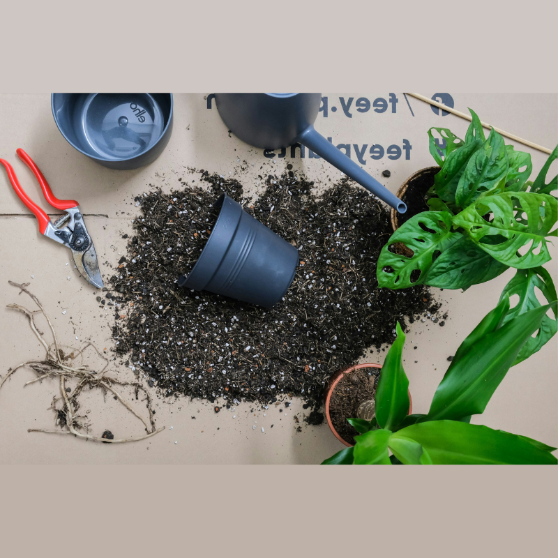 czy można przesadzać rośliny zimą