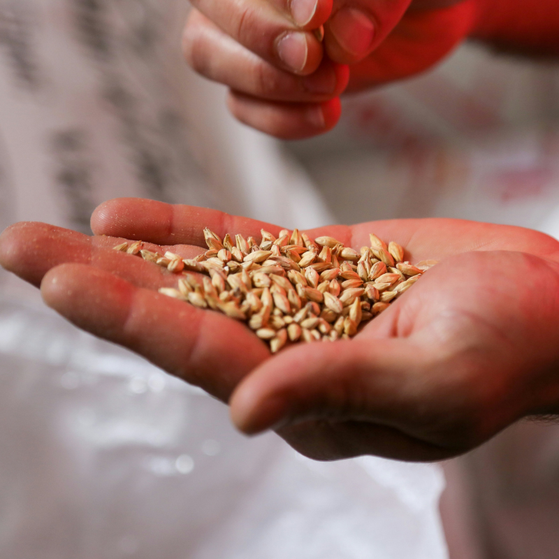 Jak przechowywać nasiona i sadzonki przez zimę