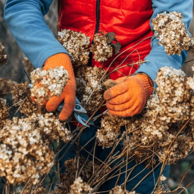 Przycinanie i rozmnażanie roślin zimą
