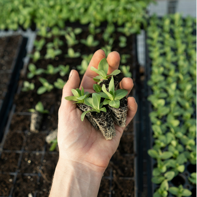 Co siać z początkiem roku