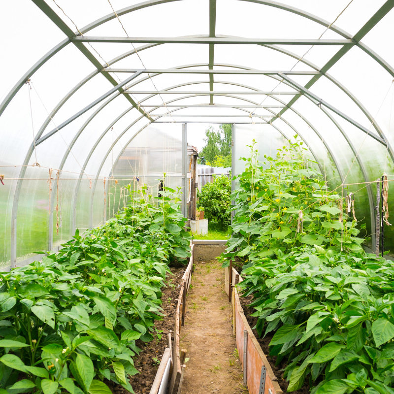 Uprawa tradycyjna FloraFix