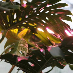 doświetlanie roślin zimą