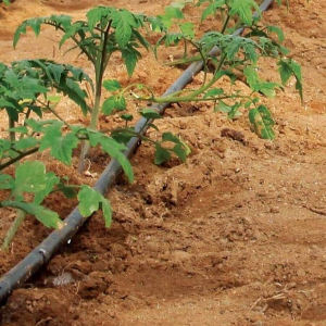 linia kroplująca botanic 50 m²